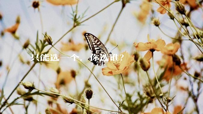 只能选一个，你选谁？