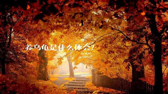 养乌龟是什么体会？